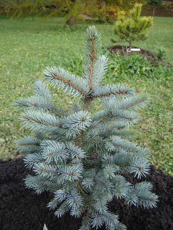Picea pungens 'Baby Eyes Blue'