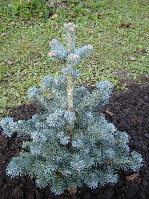 Abies lasiocarpa 'Compacta'