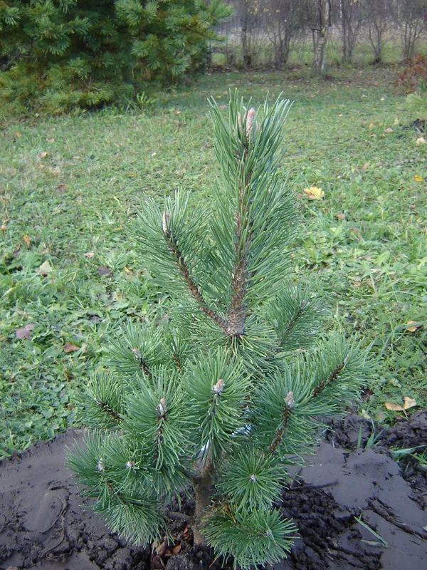 Pinus mugo 'Columnaris'