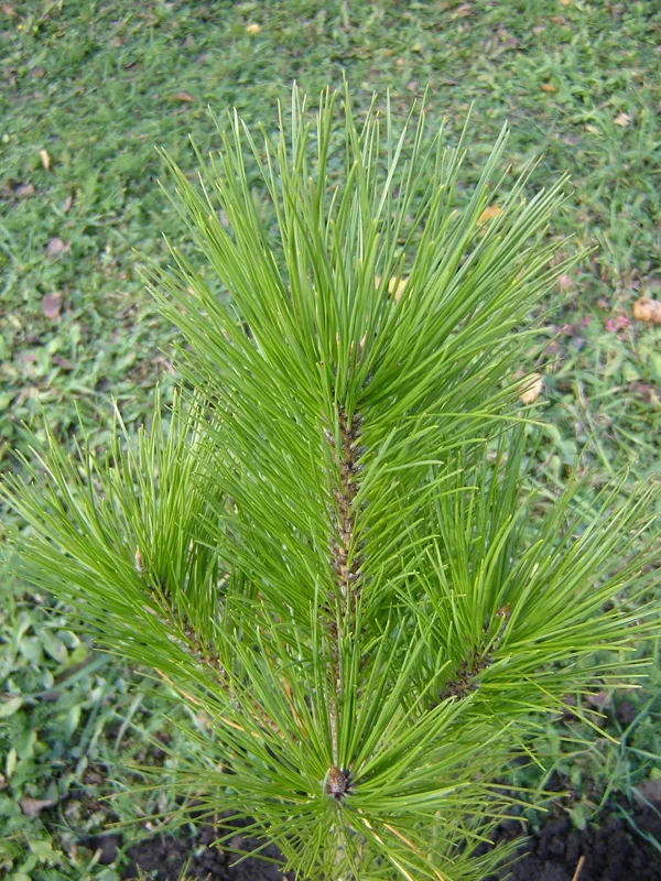 Pinus tabuliformis