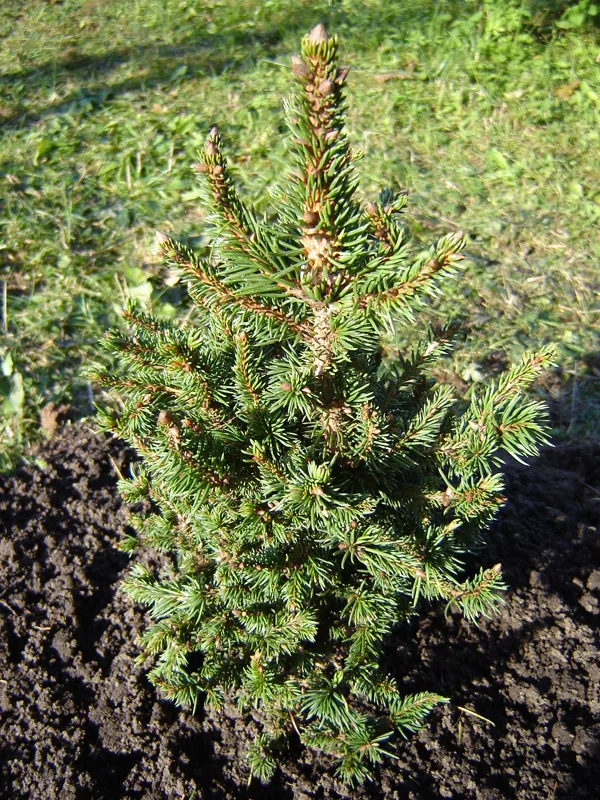 Picea abies 'Valentins'