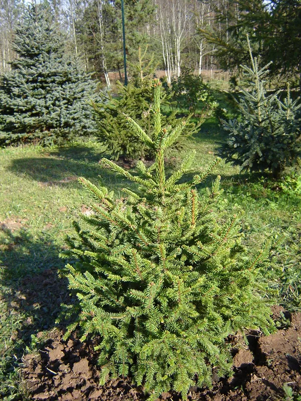Picea abies 'Remontii'