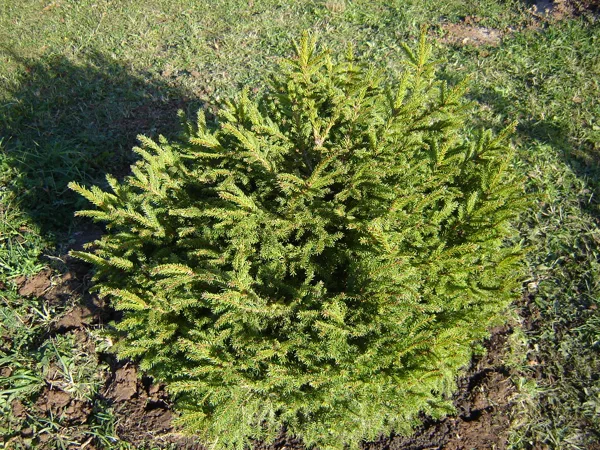 Picea abies 'Luuaa Pearl'