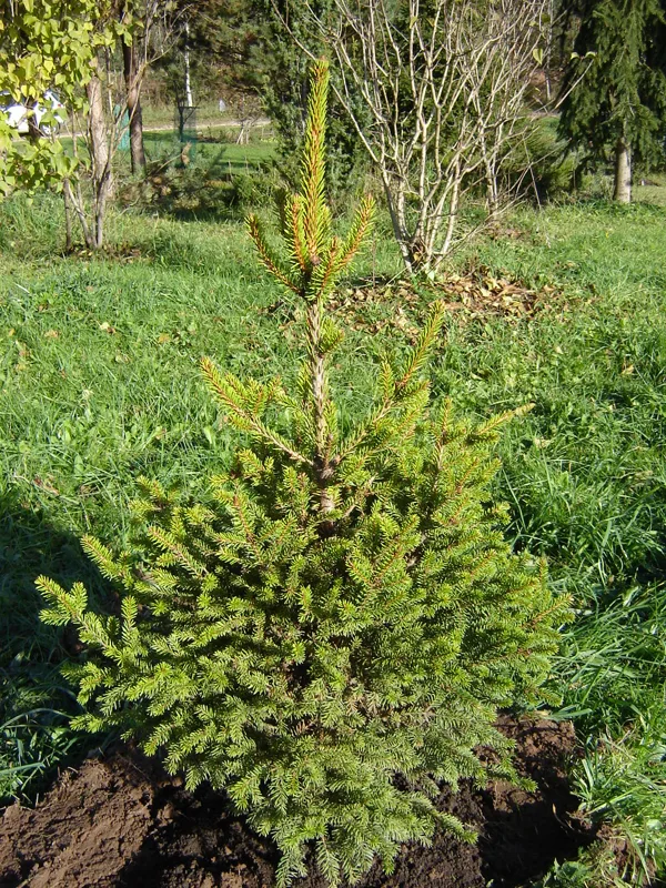 Picea abies 'Will's Zwerg'