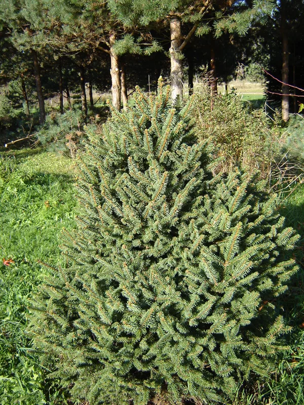 Picea abies 'Ohlendorfii'