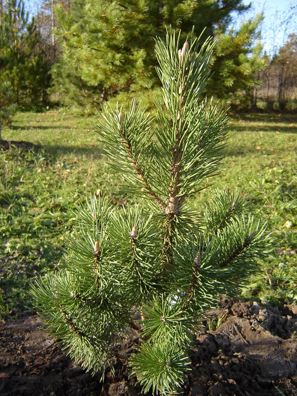 Pinus mugo 'Columnaris'
