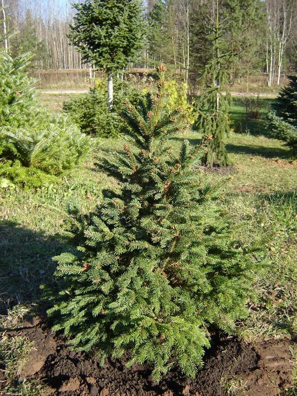 Picea abies 'Barryi'
