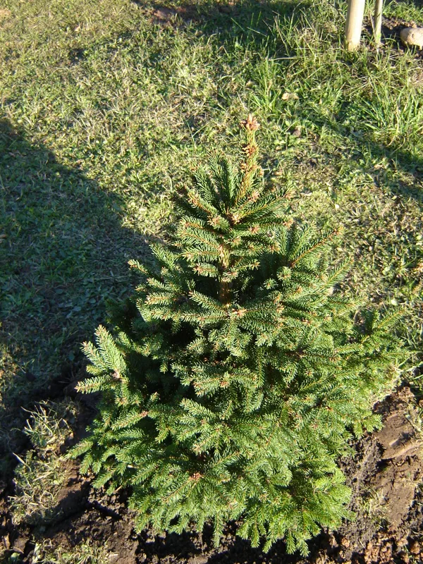 Picea abies 'Barryi'