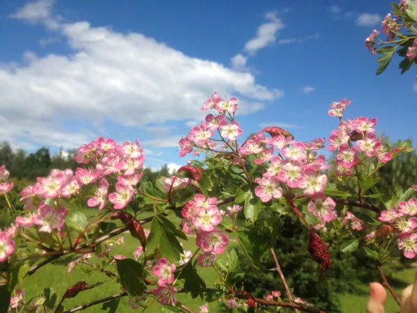 Craraegus laevigata 'Rosea'