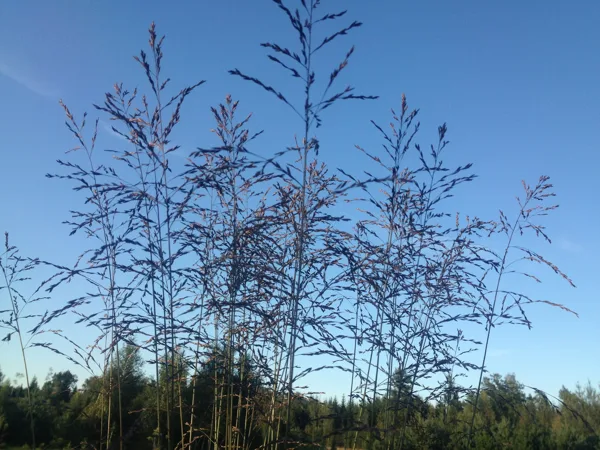 Molinia arundinacea