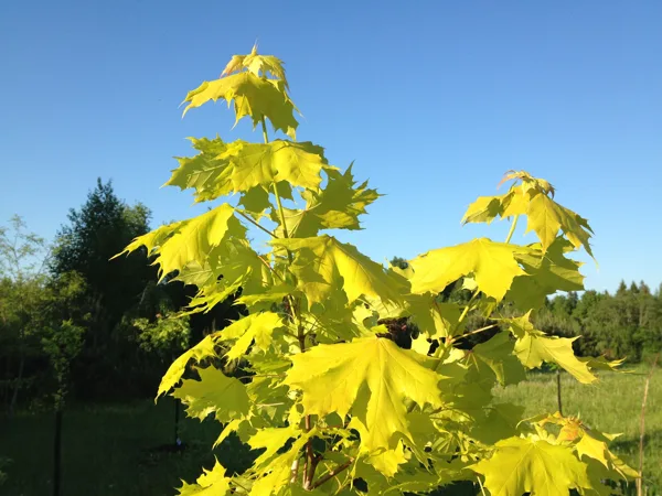 Acer platanoides 'Princeton Gold'