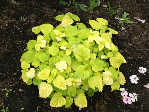Melissa officinalis ‘Gold Leaf’ 