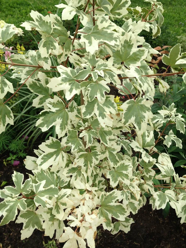 Acer campestre 'Carnival'