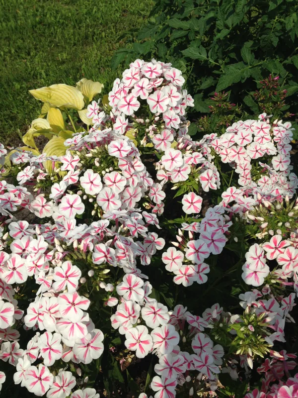 Phlox paniculata 'Twister'