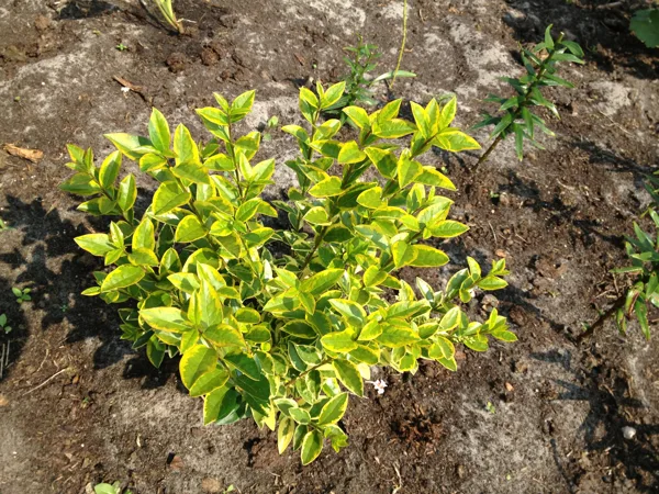 Ligustrum vulgare ‘Aureovariegatum’
