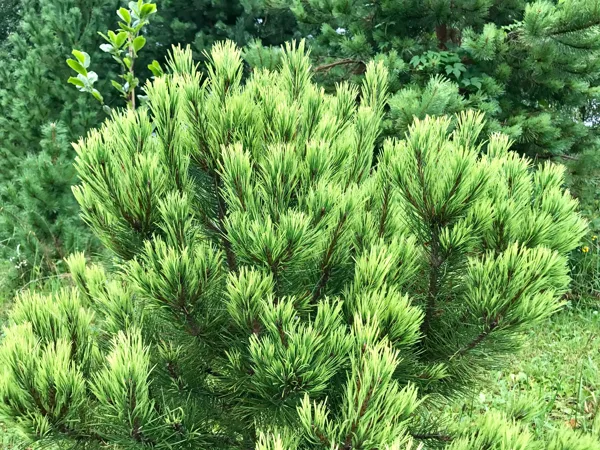 Pinus mugo 'Albospicata Domschke'