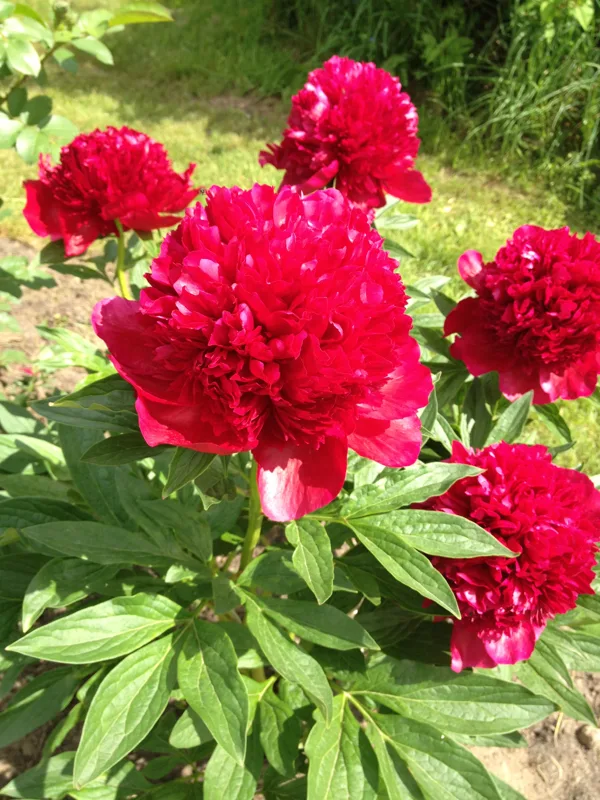 Paeonia ‘Red Charm’