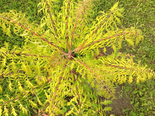 Rhus typhina ‘Tiger Eyes’ / ‘Bailtiger’ 