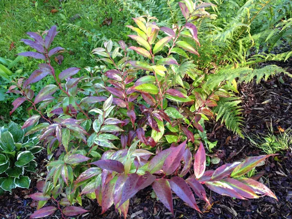 Leucothoe fontanesiana 'Rainbow' 