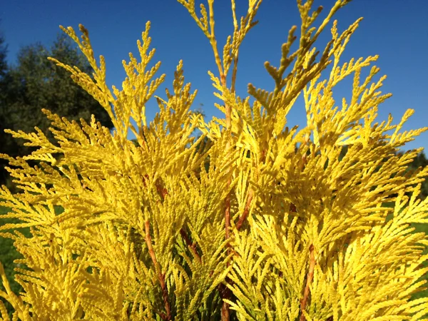 Thuja plicata ‘Golden 4 ever’