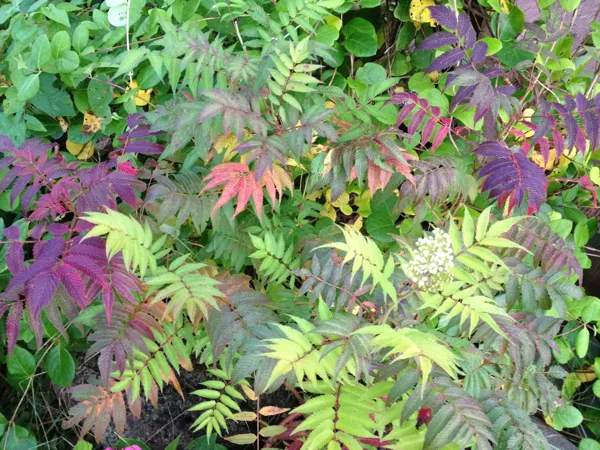 Sorbaria sorbifolia 'Sem'