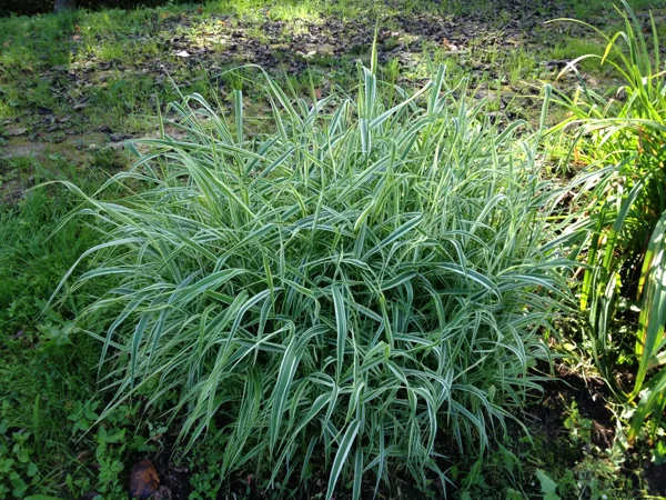 Phalaris arundinacea 'Variegata'