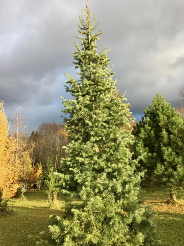 Abies concolor