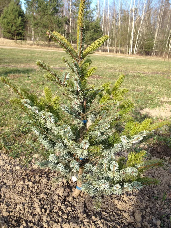 Picea bicolor