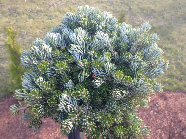 Abies koreana 'Kohout's Icebreaker'