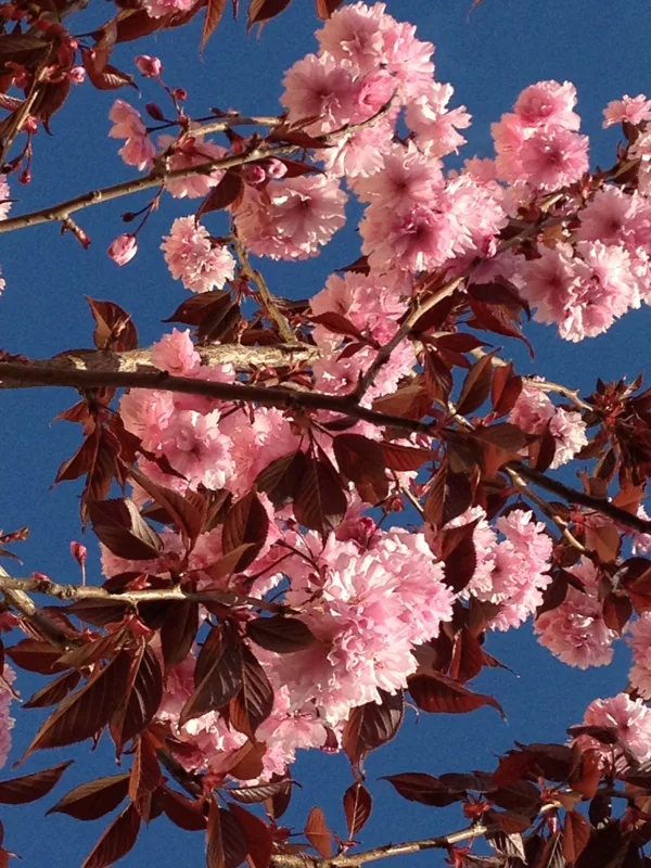 Prunus serrulata 'Royal Burgundy'