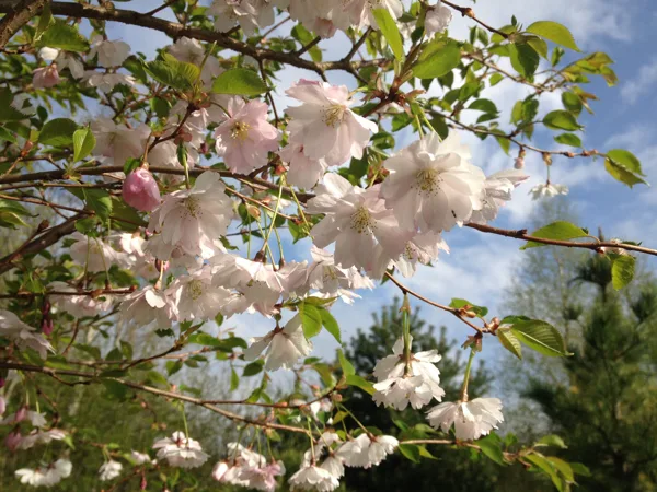 Prunus serrulata