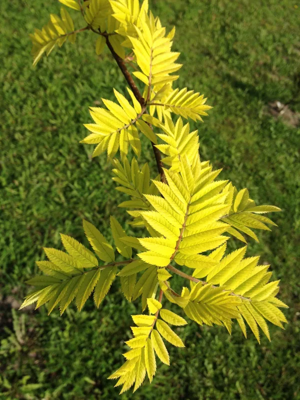 Sorbus aucuparia 'Dirkenii'