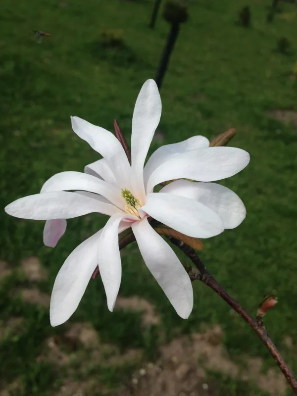 Magnolia x loebneri 'Leonard Messel'