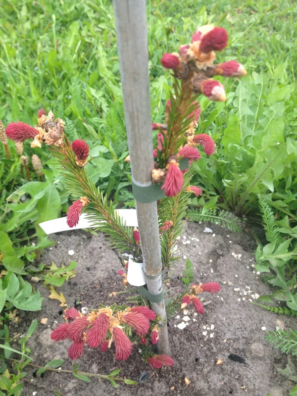 Picea abies 'Cruenta'