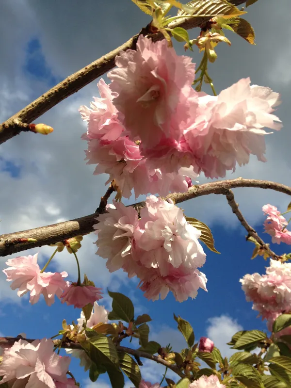Prunus serrulata 'Shirofugen'