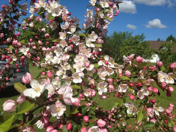 Malus 'Mary Potter'