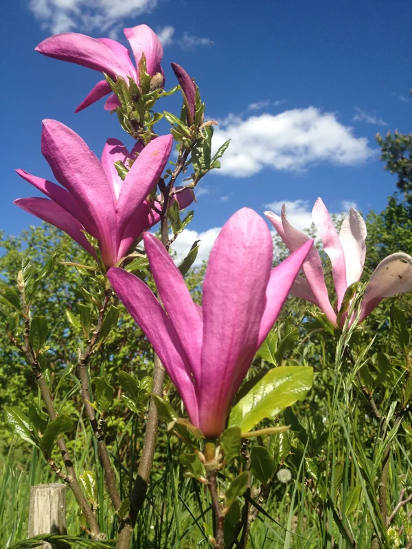 Magnolia 'Susan'