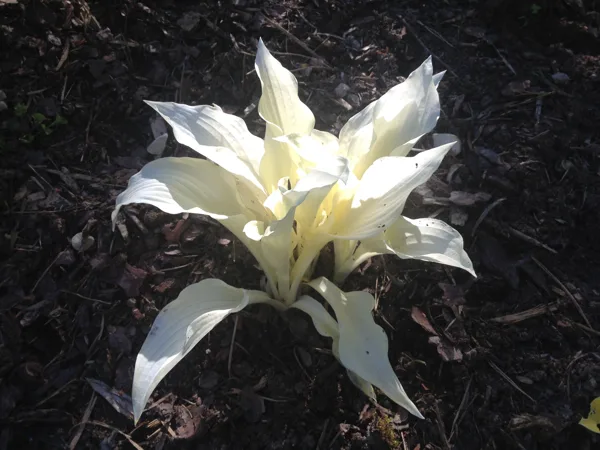 Hosta 'White Feather'