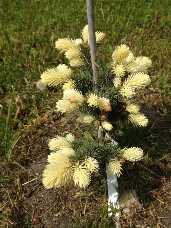 Picea pungens 'Bialobok'
