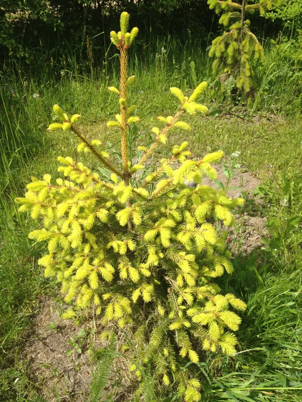 Picea abies 'Aurea Magnifica'