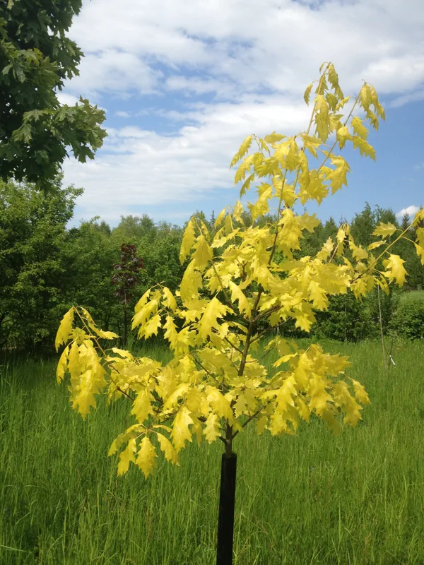 Quercus rubra 'Aurea'