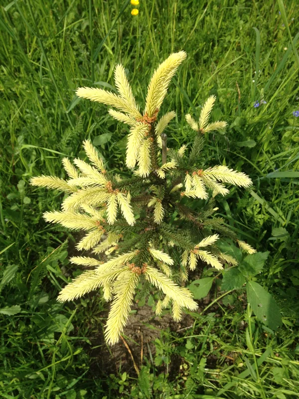 Picea abies 'Finedonensis'