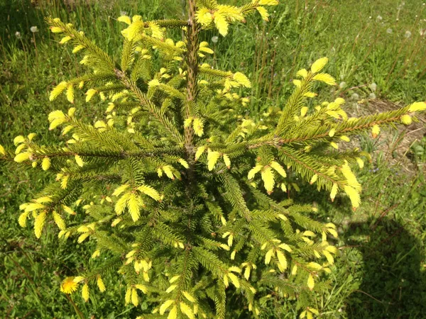 Picea abies 'Lubecensis'