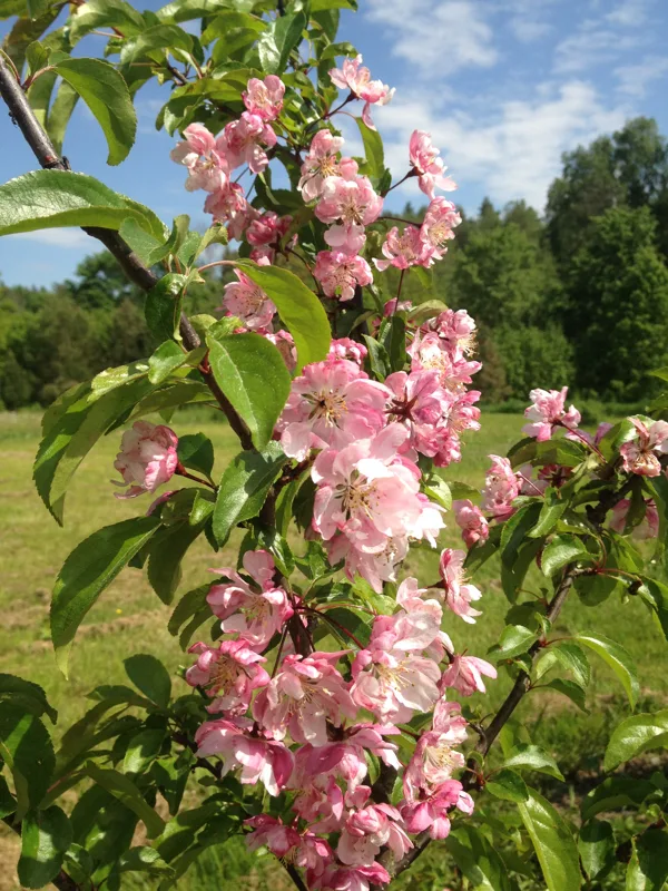 Malus 'Van Eseltine'