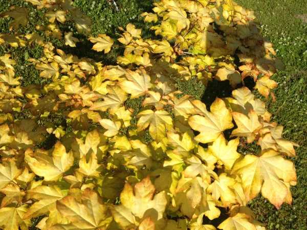 Acer orientalis 'Minorient'