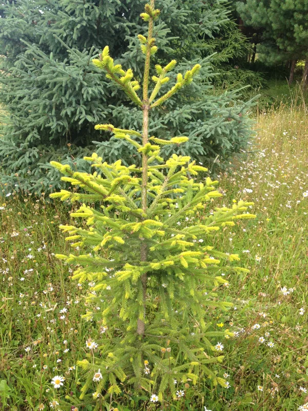 Picea abies 'Lubecensis'