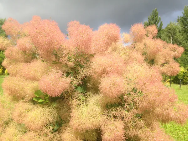 Cotinus coggygria 'Young Lady'