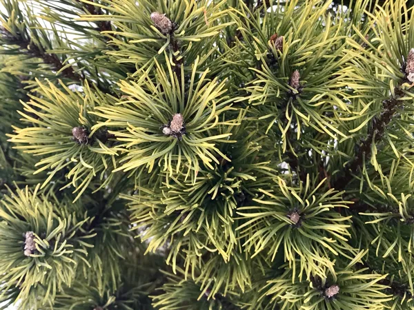 pinus mugo 'Albospicata Domschke'