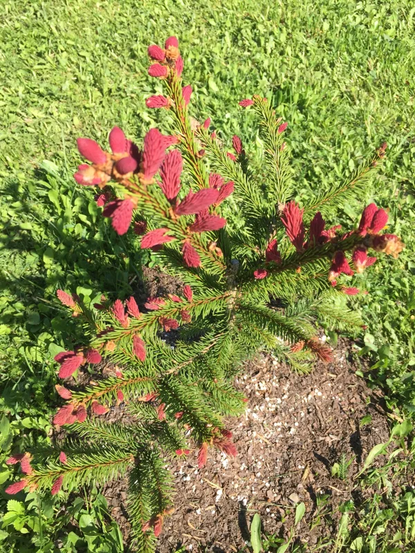Picea abies 'Rydal'