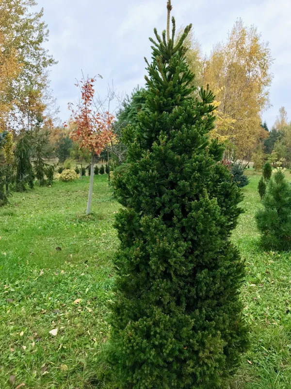 Picea abies 'Dundaga'